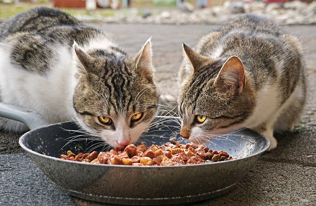 【おすすめ】無添加キャットフード